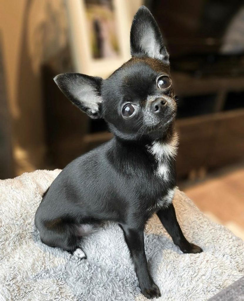 Chihuahua Puppies Abby