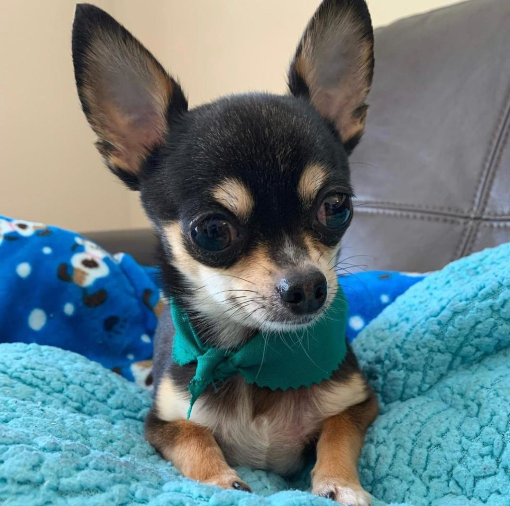 Chihuahua Puppies Angle