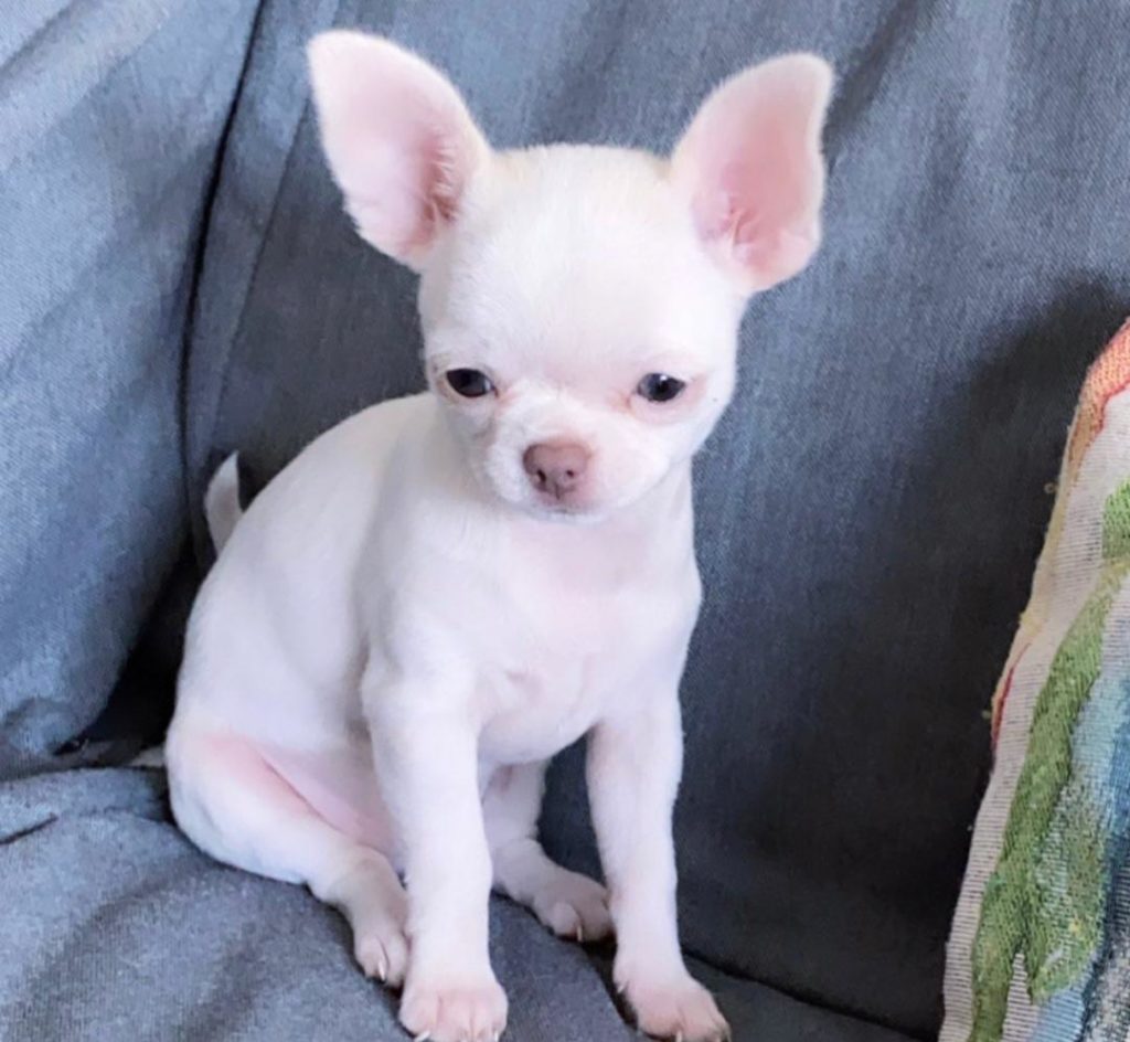Chihuahua Puppies Annie