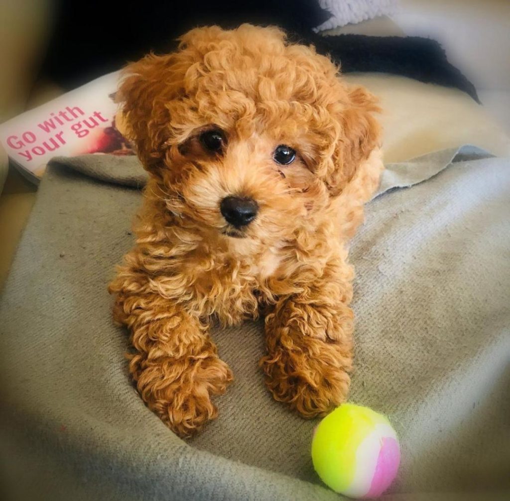 Maltipoo Puppies Bandit
