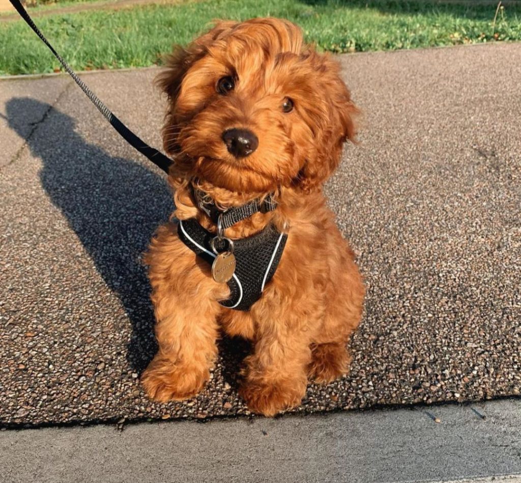 Cavapoo Puppies Betty