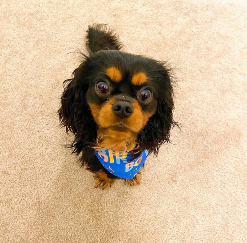 King Charles Puppies Bones
