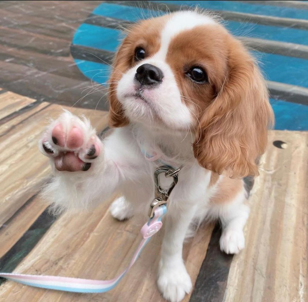 King Charles Puppies Bonnie