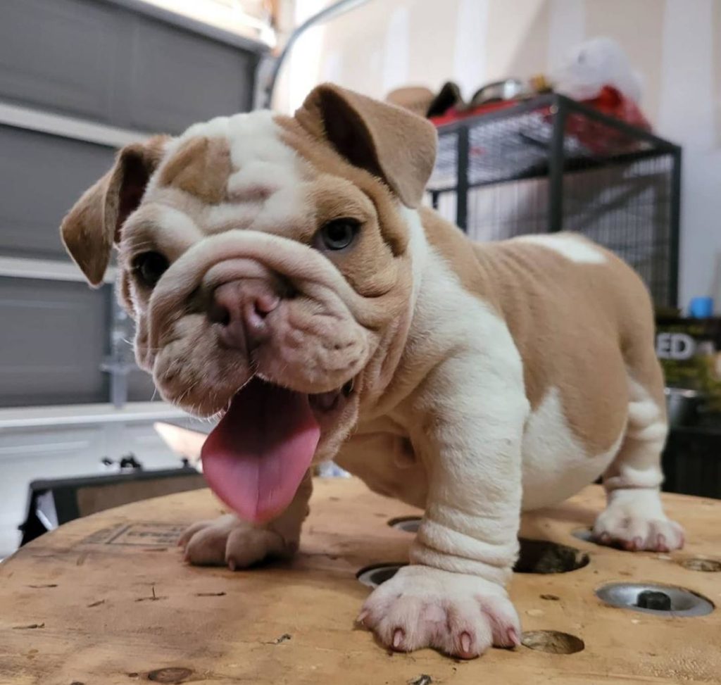 Miniature English Bulldog Puppies Boris 1