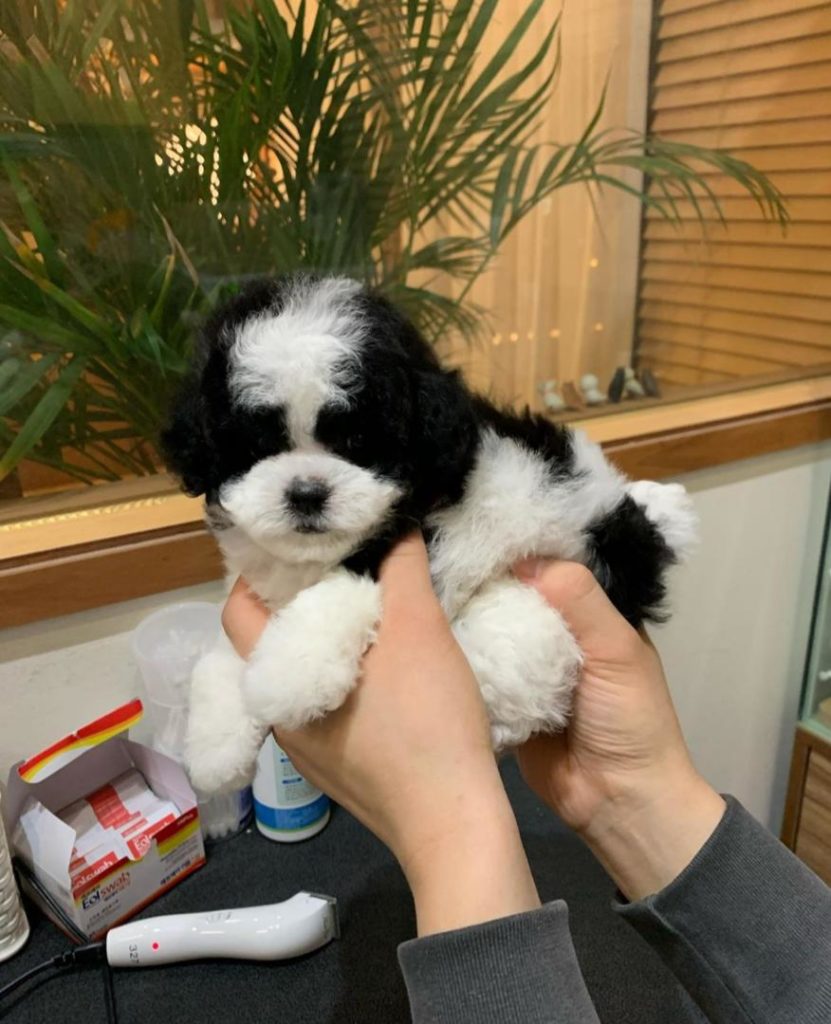Poodle Puppies Bruno
