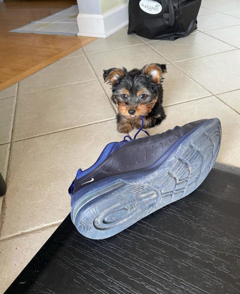Yorkie Puppies Casey