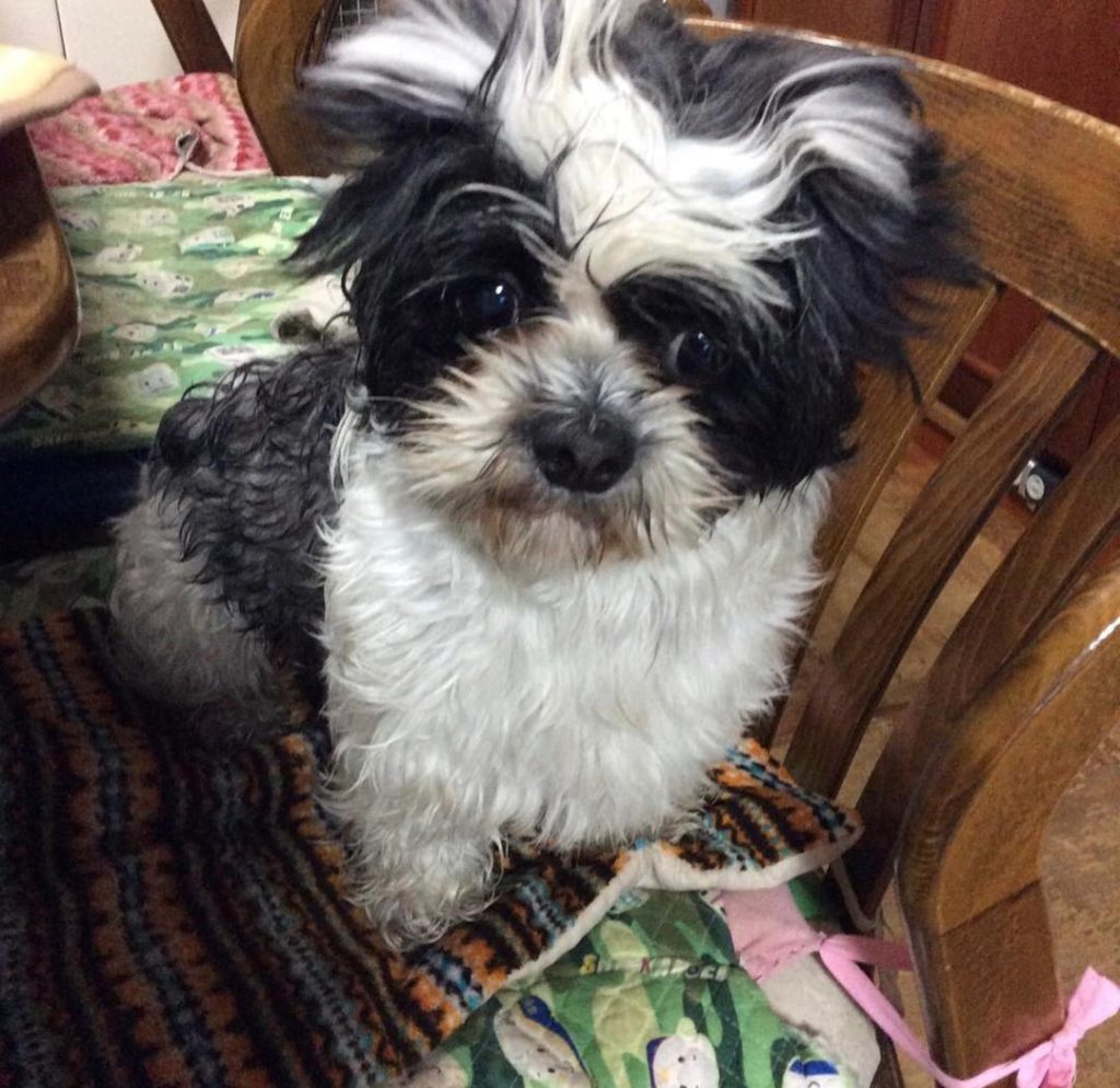 Shih tzu puppies Cash