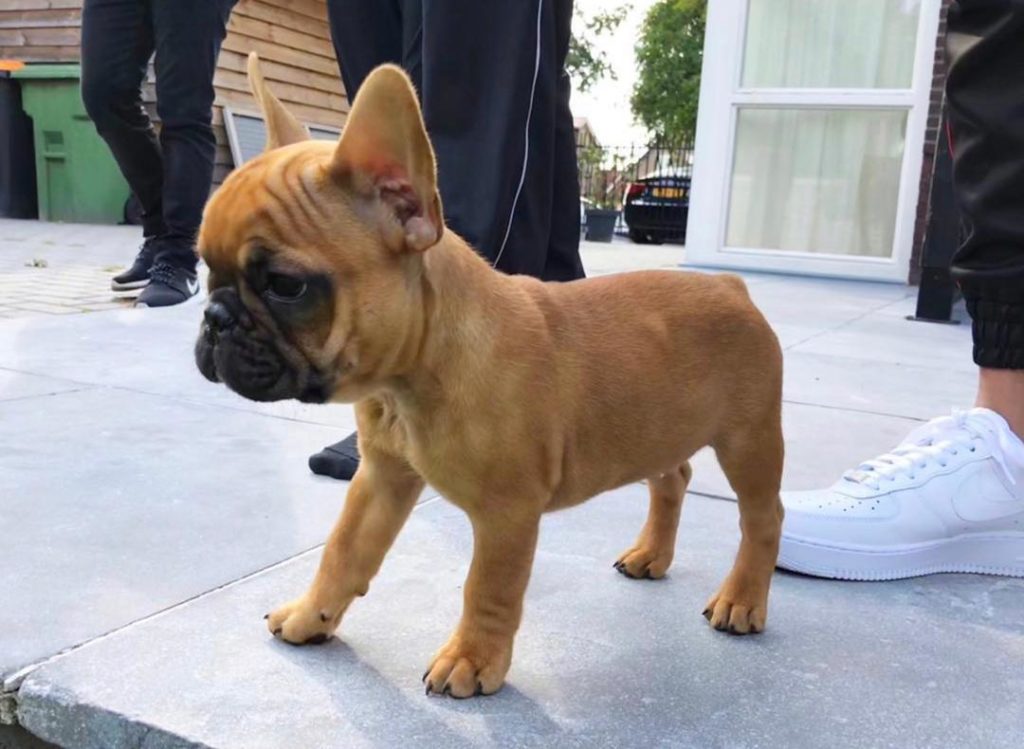 Miniature French Bulldog Puppies Chester