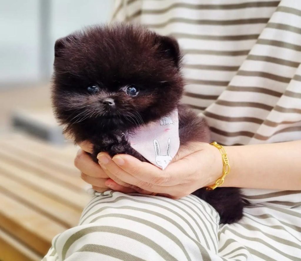 Pomeranian Puppies Chip
