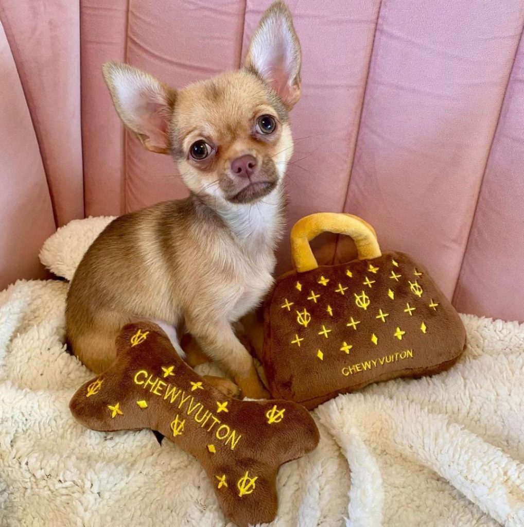 Chihuahua Puppies Coco