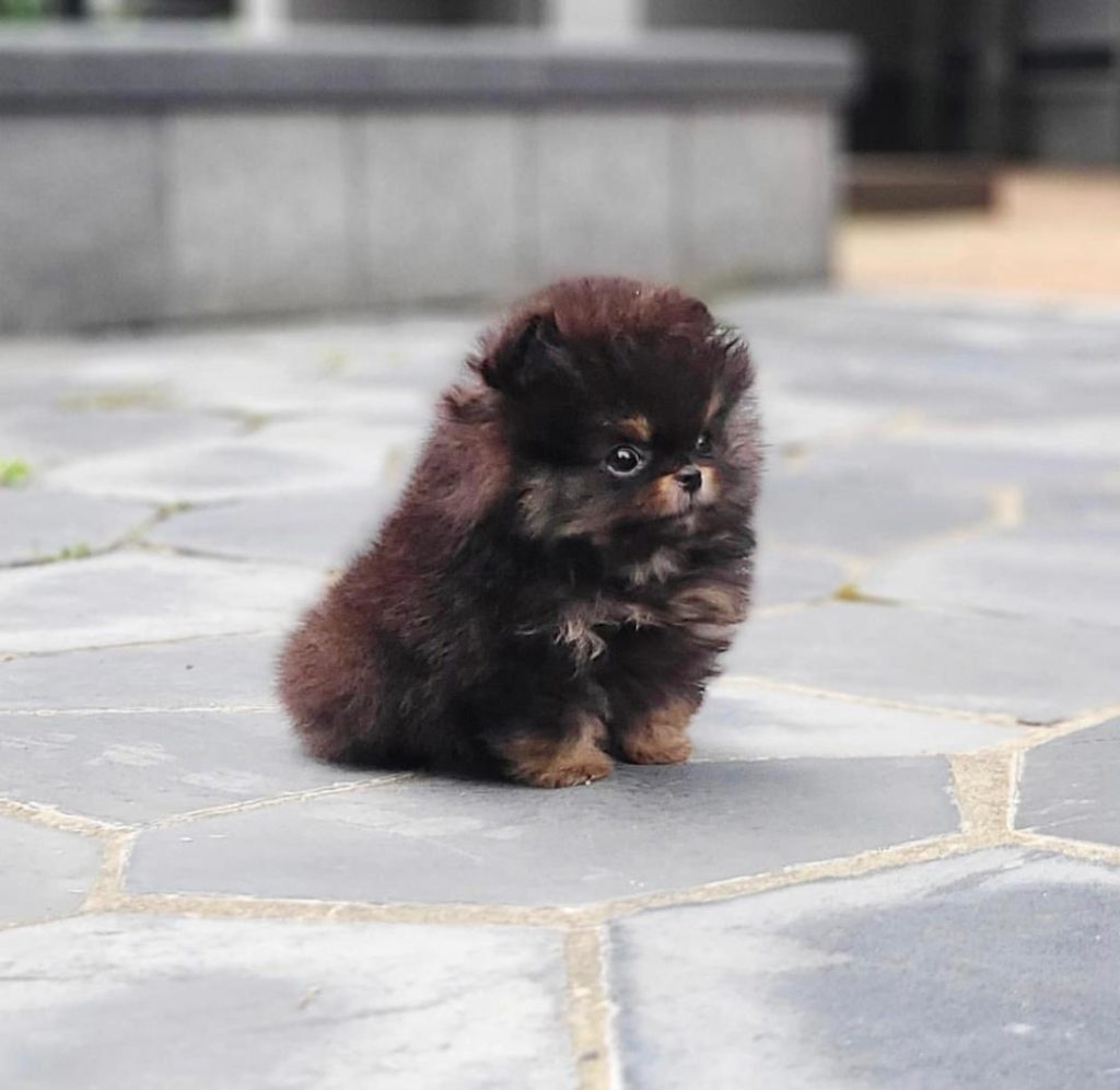 Pomeranian Puppies Cody