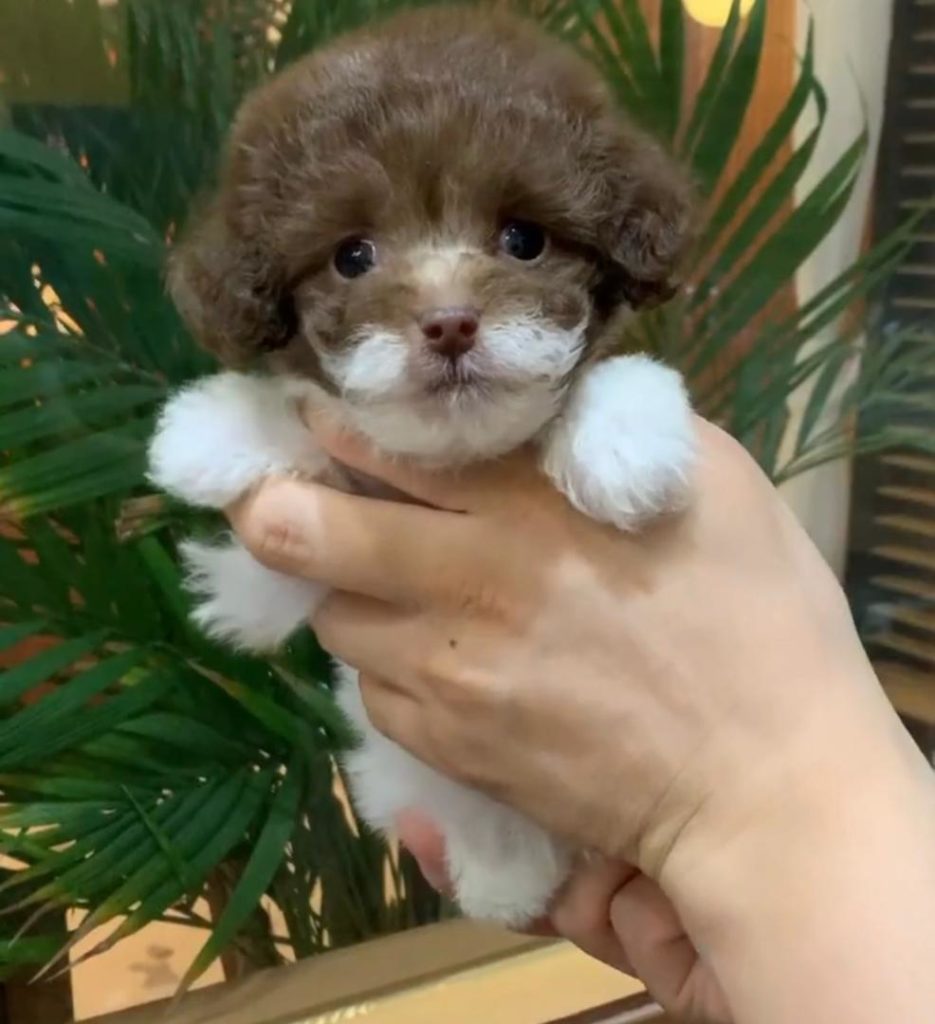 Poodle Puppies Dakota