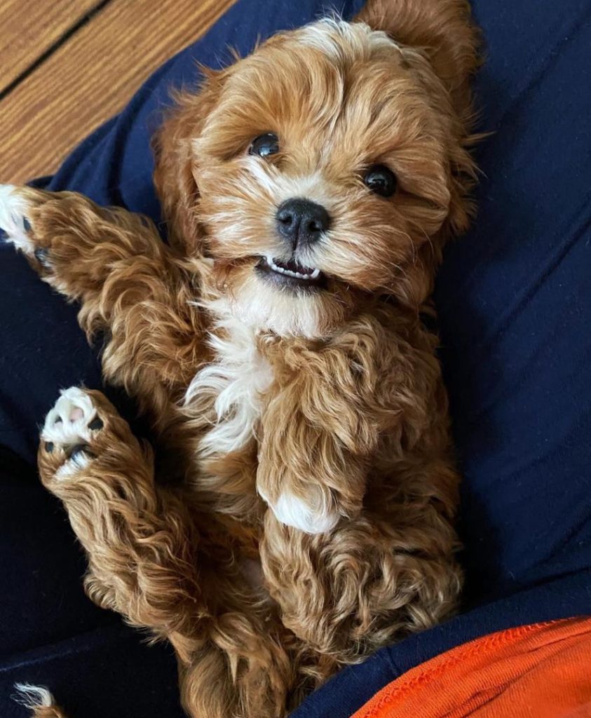 Cavapoo Puppies Dane