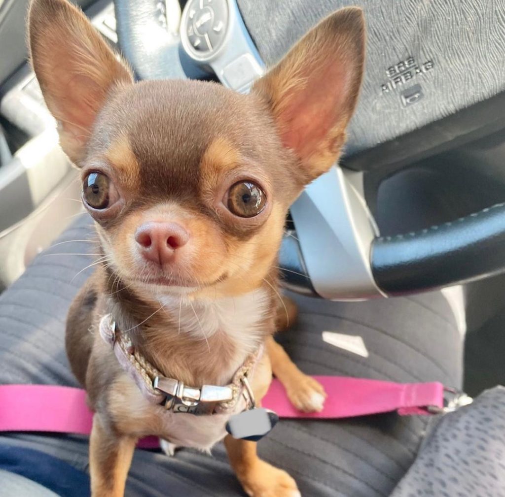 Chihuahua Puppies Emma