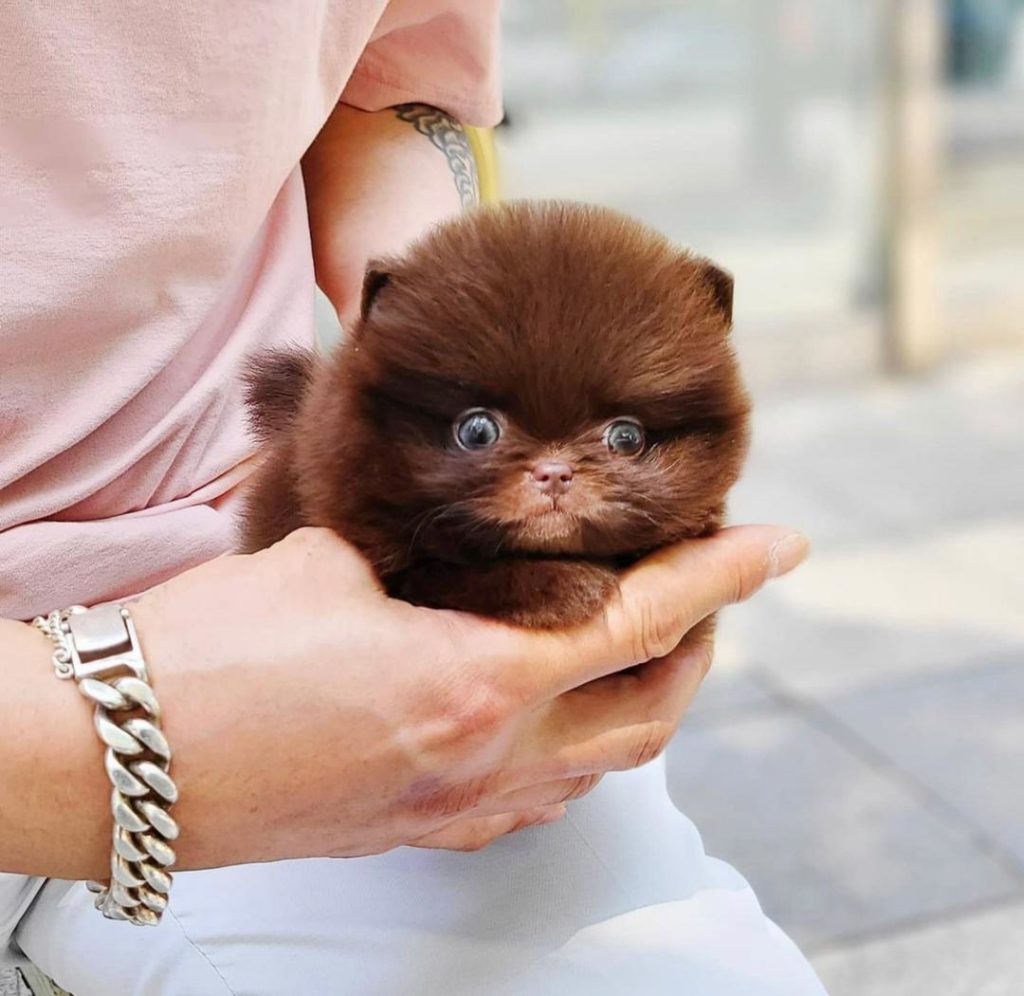 Pomeranian Puppies Evie