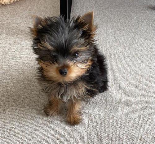 Yorkie Puppies Gracie