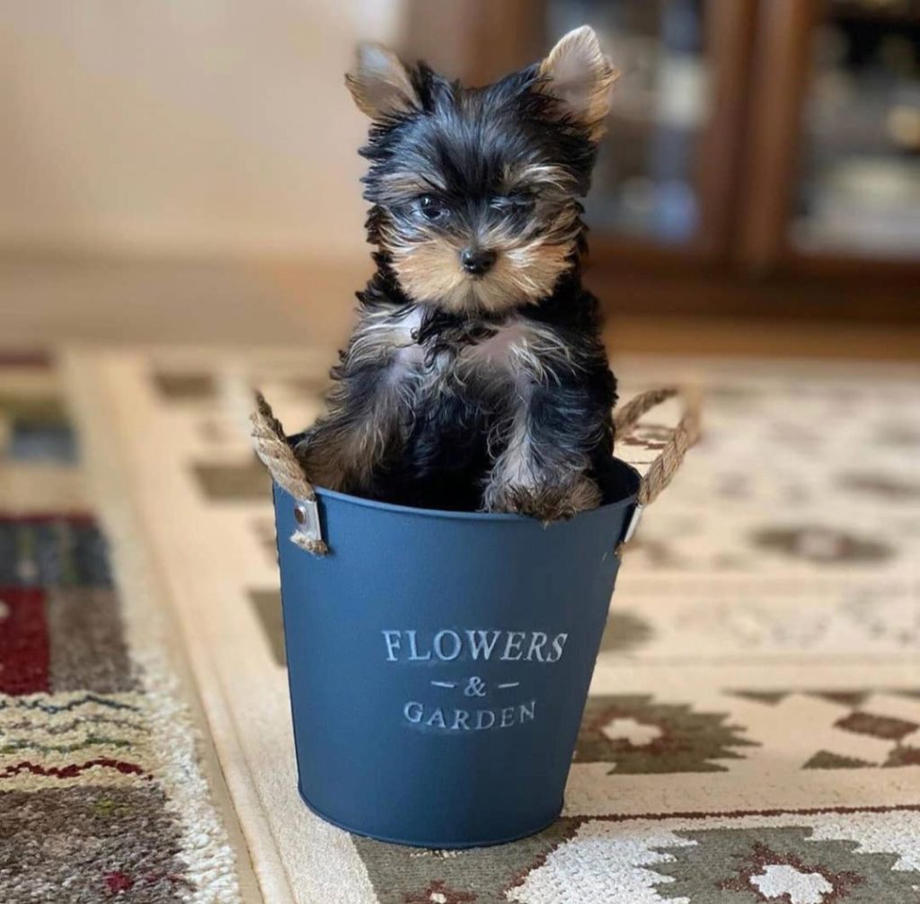 Yorkie Puppies Gus
