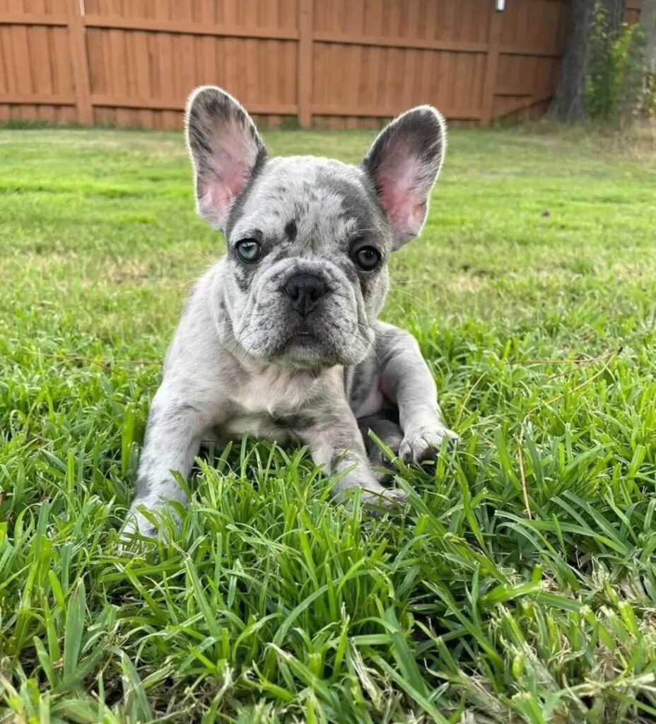 Miniature French Bulldog Puppies Hector 1