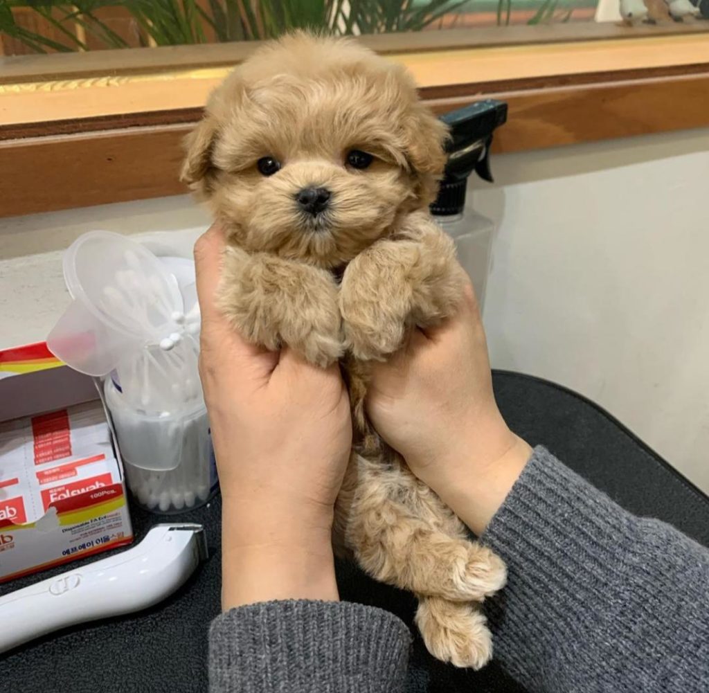 Poodle Puppies Honey