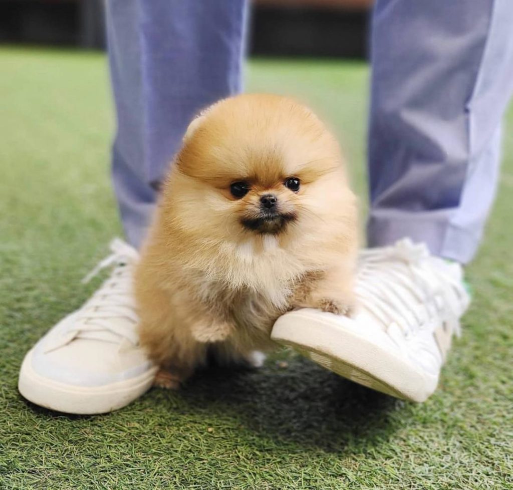 Pomeranian Puppies India