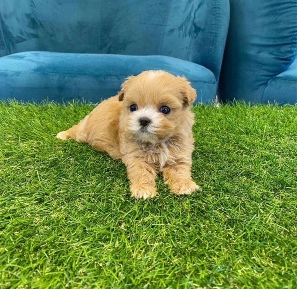 Maltese Puppies Jess