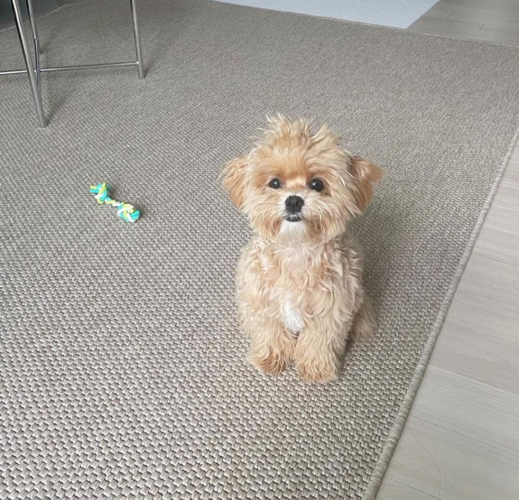 Maltipoo Puppies Katie
