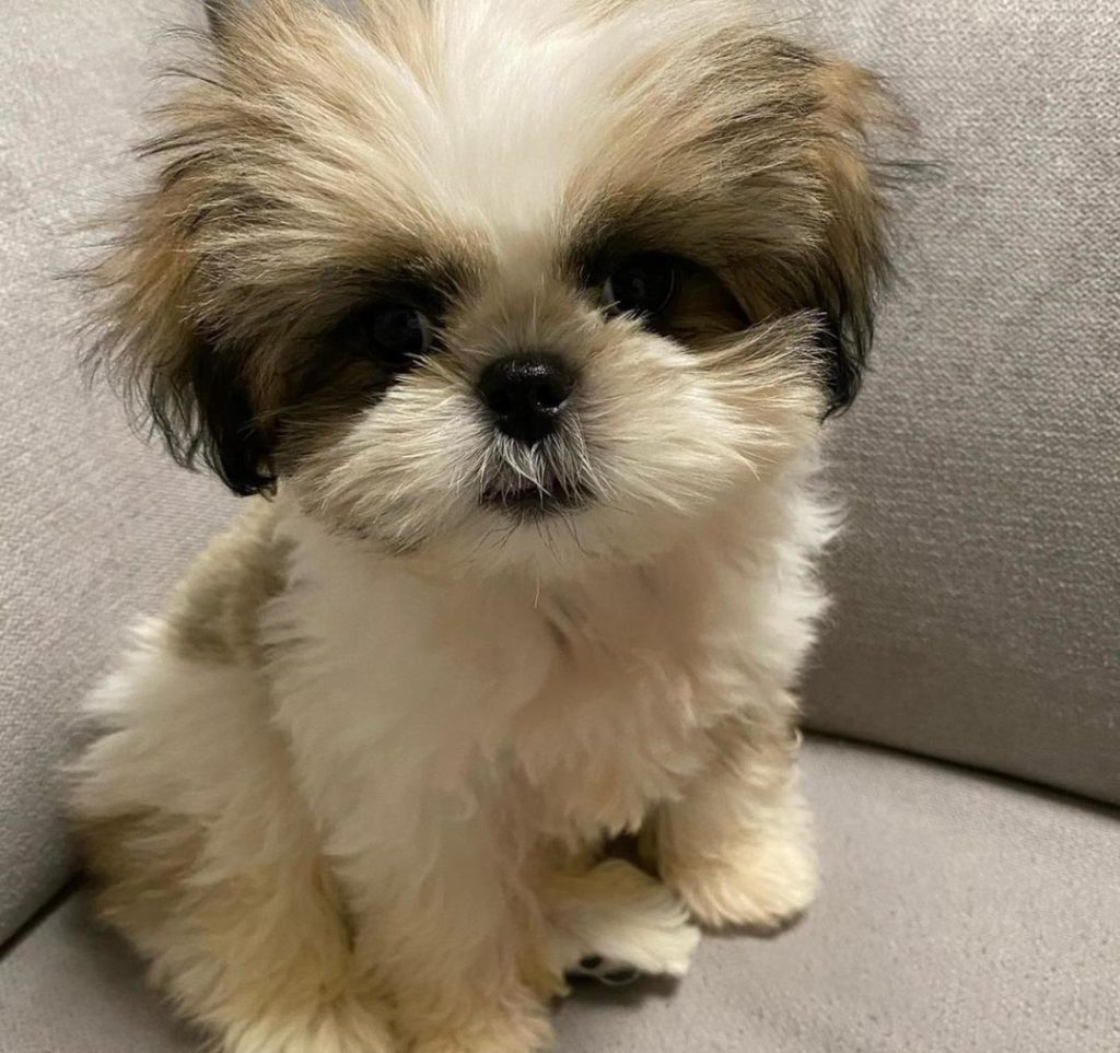 Shih tzu puppies King