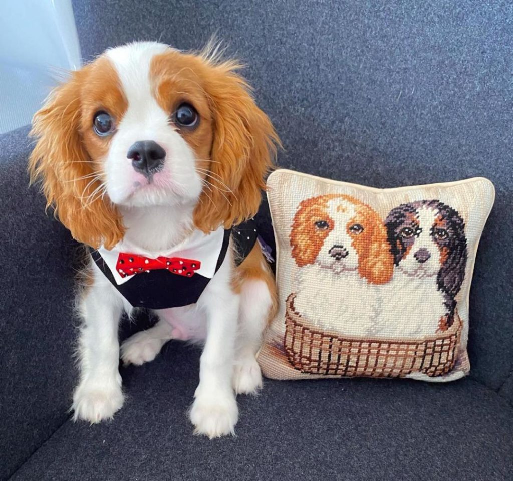 King Charles Puppies Leo
