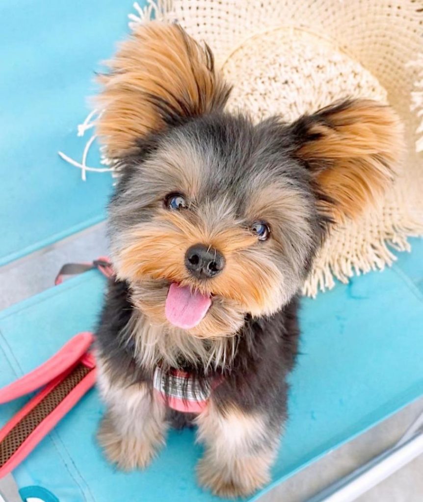 Morkie Puppies Lexi