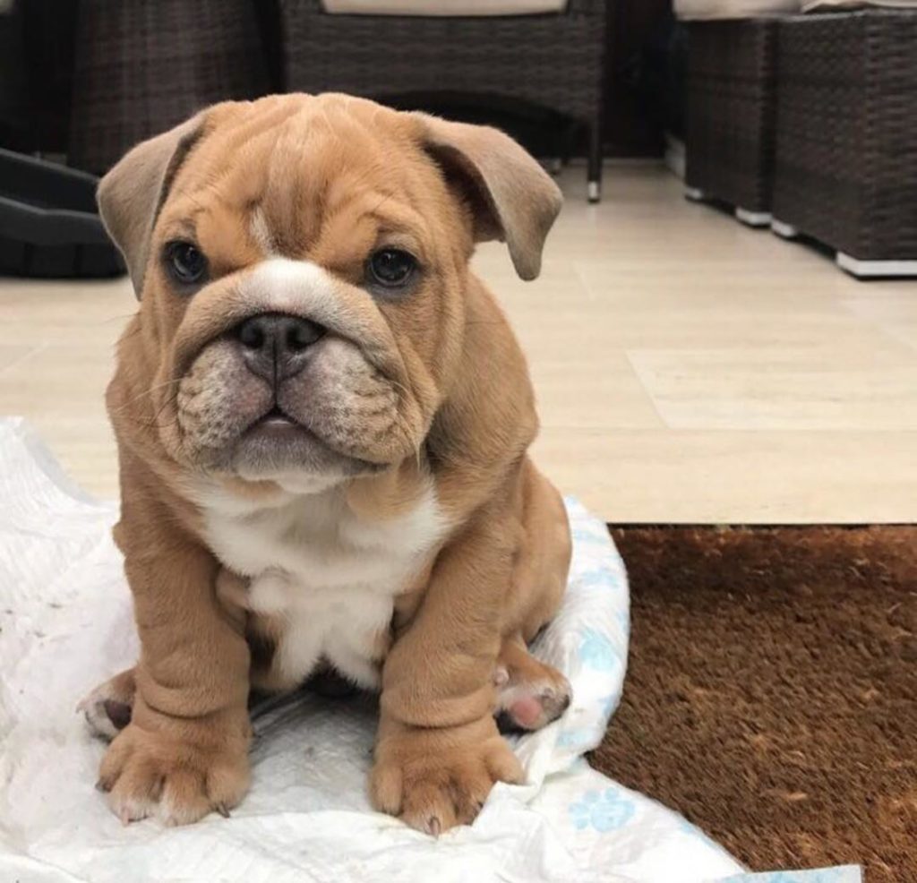 Miniature English Bulldog Puppies Lottie