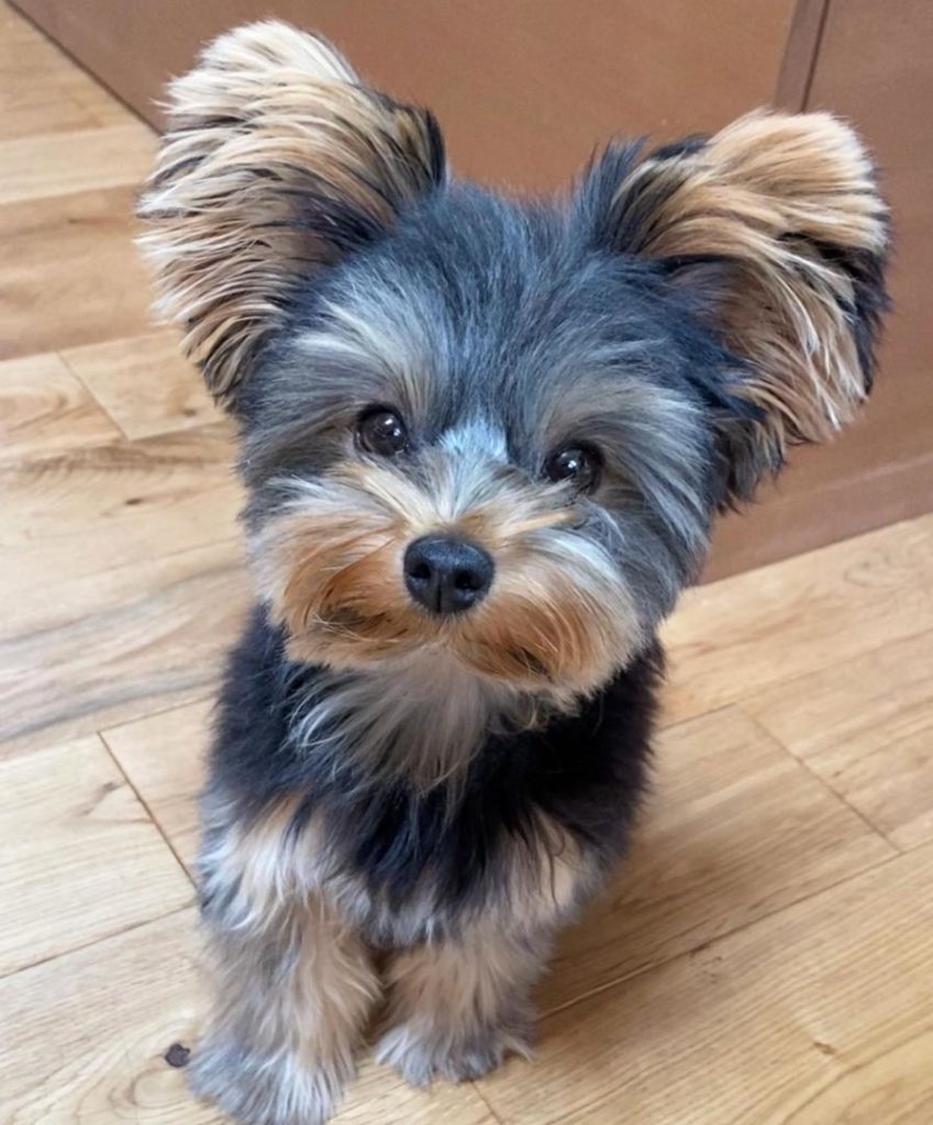 Morkie Puppies Lulu