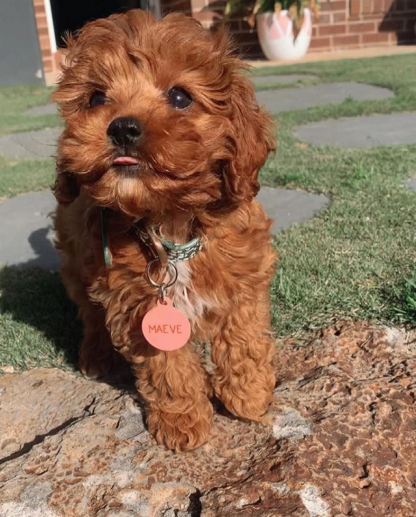 Cavapoo Puppies Maeve