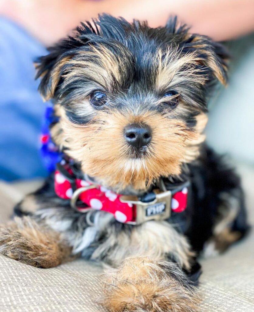 Yorkie Puppies Maggie