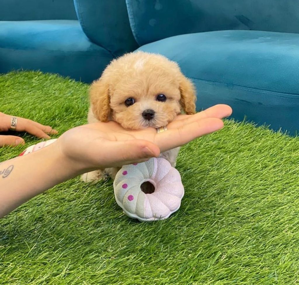 Maltese Puppies Marley