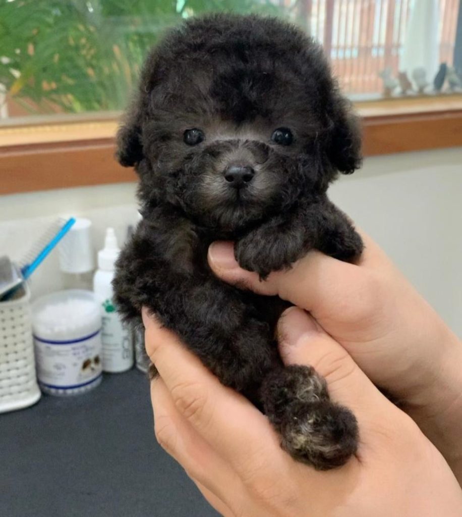 Poodle Puppies Maximus