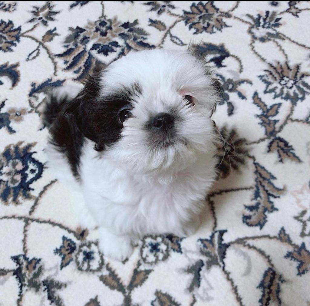 Shih tzu puppies Maya