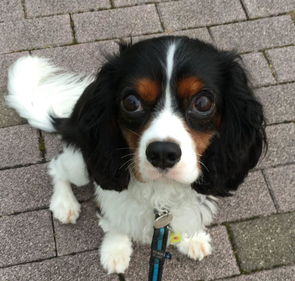 King Charles Puppies Mia