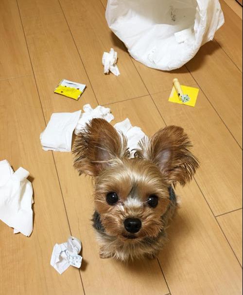 Yorkie Puppies Millie
