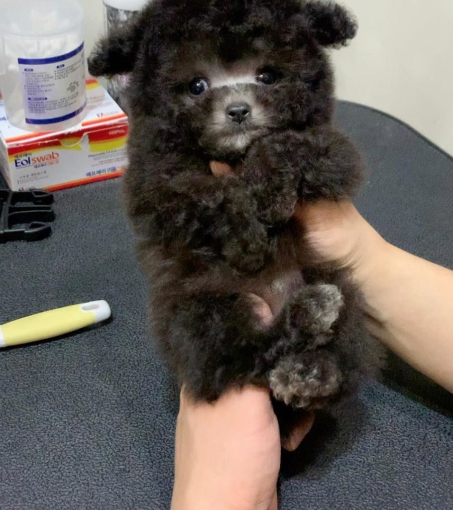 Poodle Puppies Missy