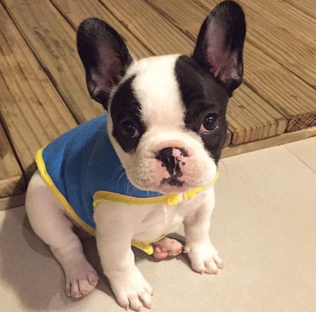 Miniature French Bulldog Puppies Nell