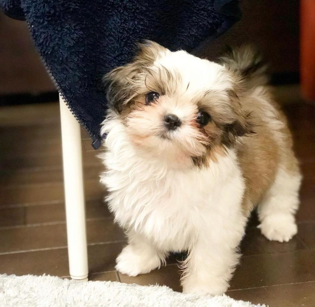 Shih tzu puppies Nova