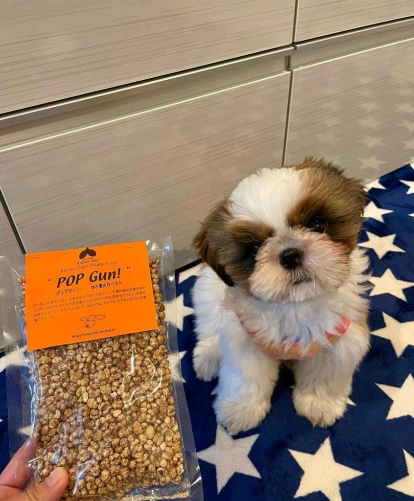 Shih tzu puppies Oliver