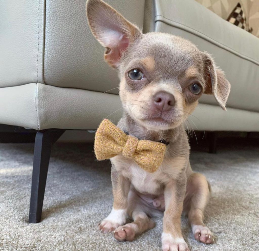 Chihuahua Puppies Oscar
