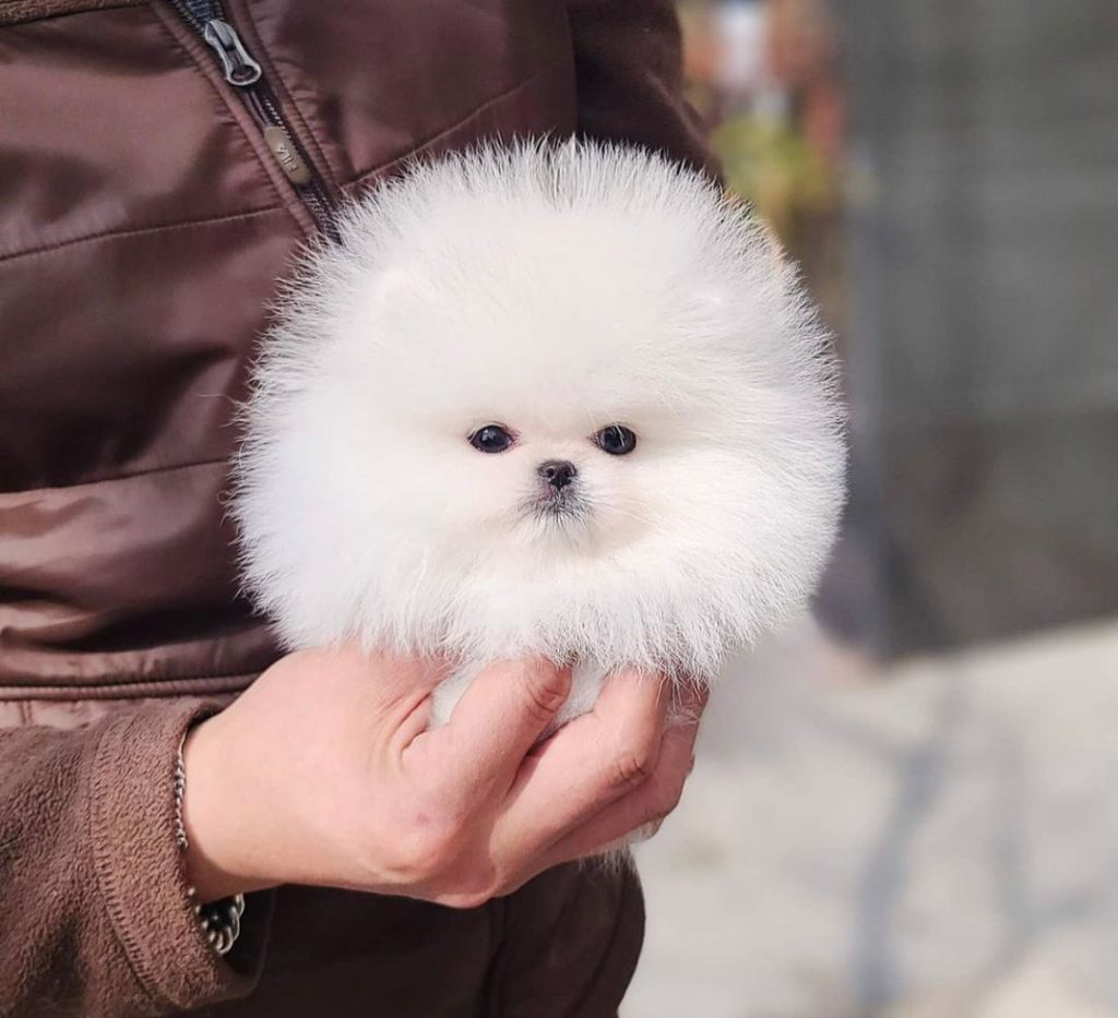 Pomeranian Puppies Pandora