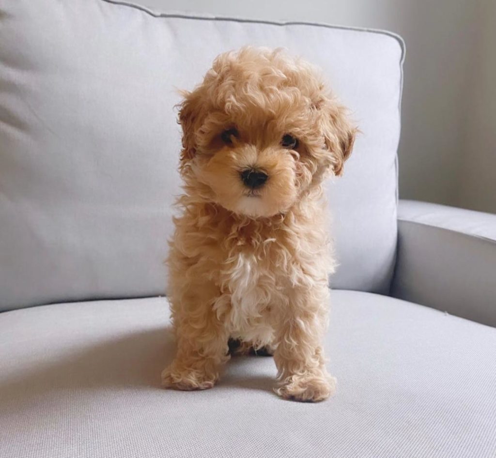 Maltipoo Puppies Penny