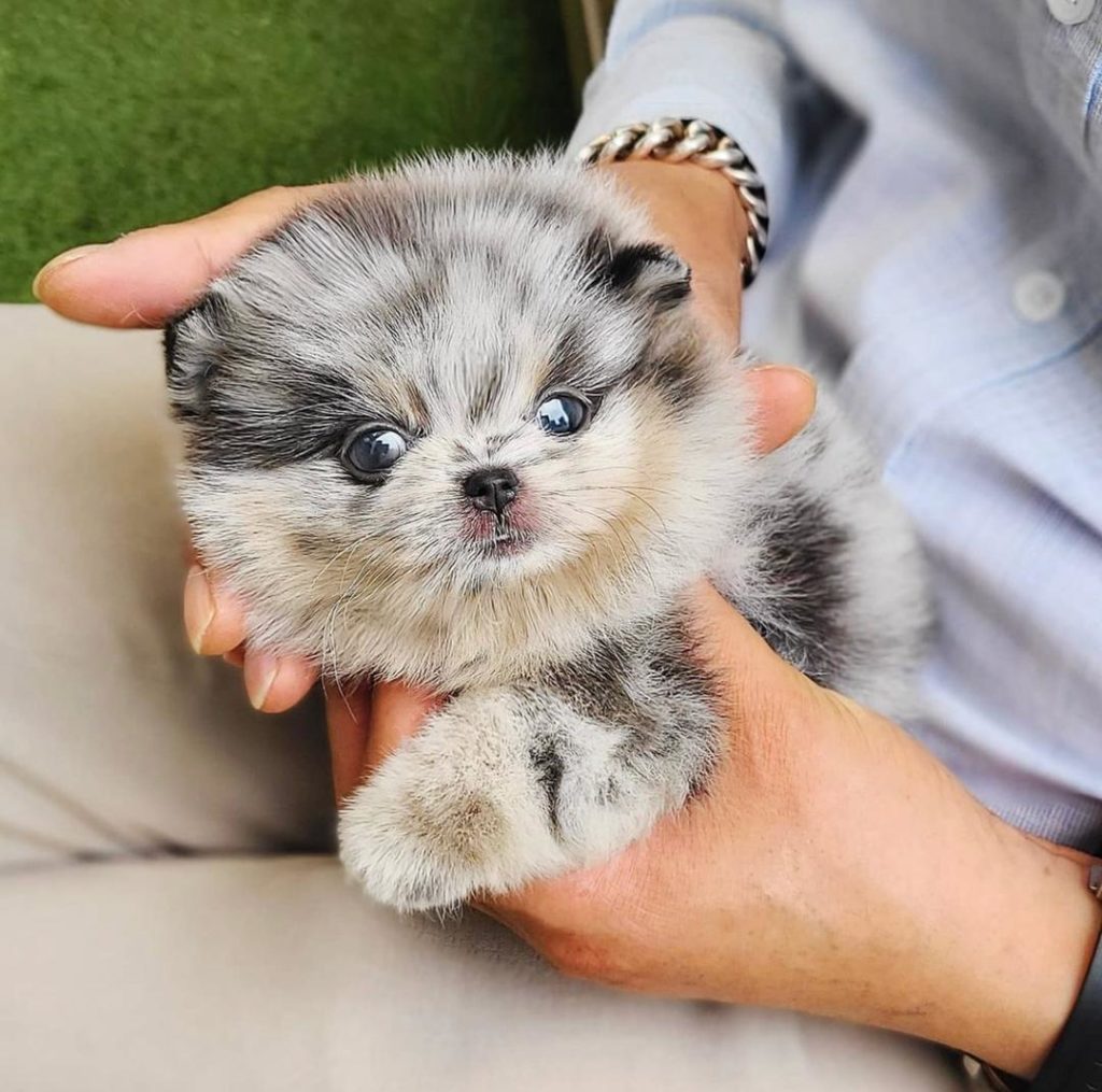 Pomeranian Puppies Precious