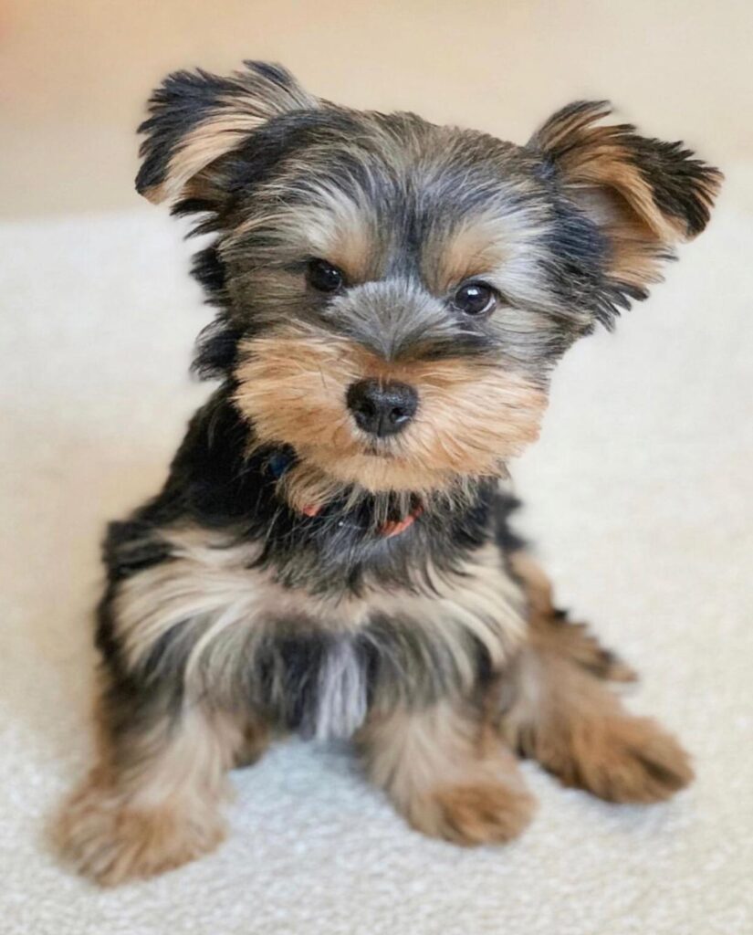 Yorkie Puppies Remi