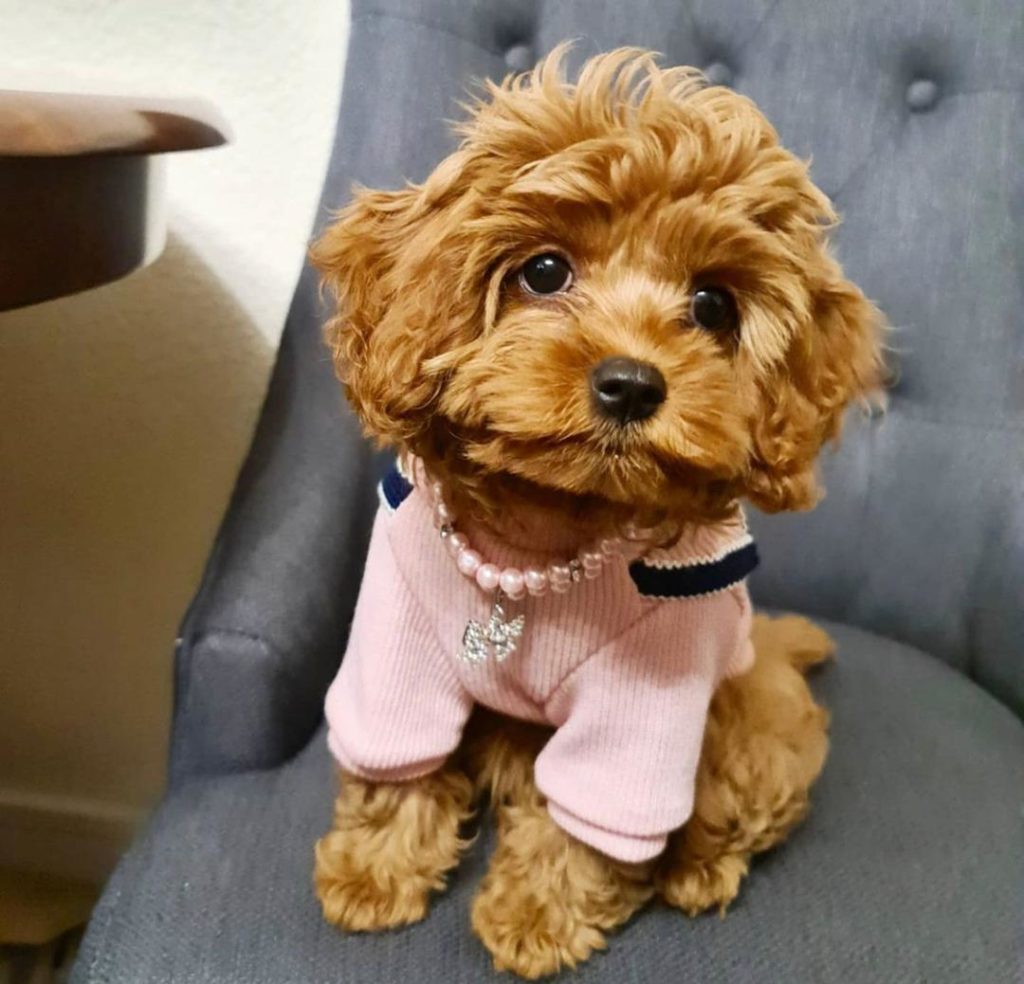Cavapoo Puppies Rena