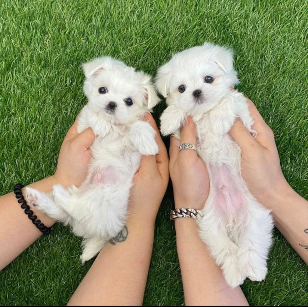 Maltese Puppies Rex and Roxy