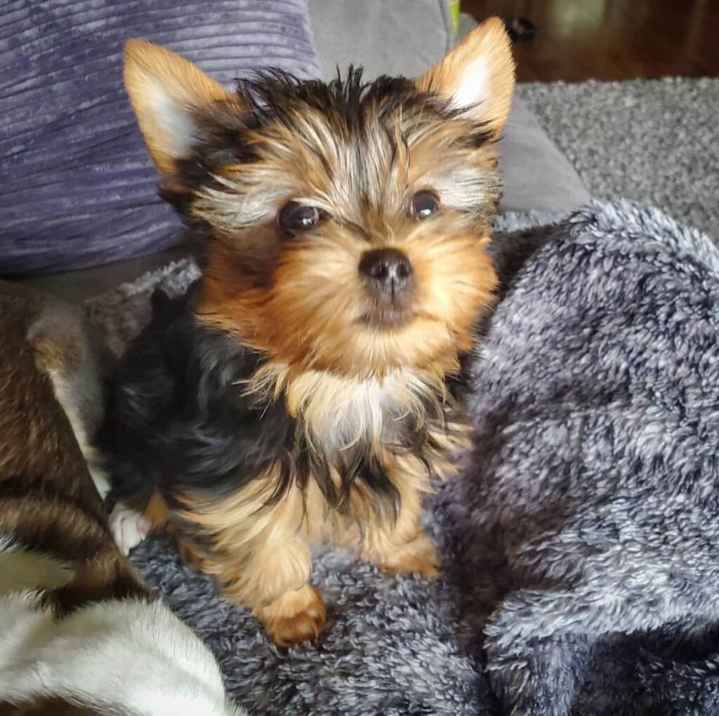 Yorkie Puppies River